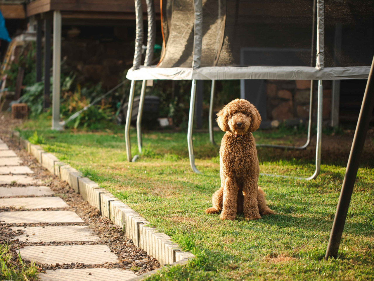 How to Keep Your Backyard Flea-Free: Top Tips for a Pest-Free Garden