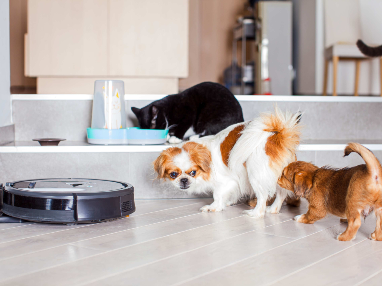 How to Create a Peaceful Multi-Pet Household: Tips for Harmony