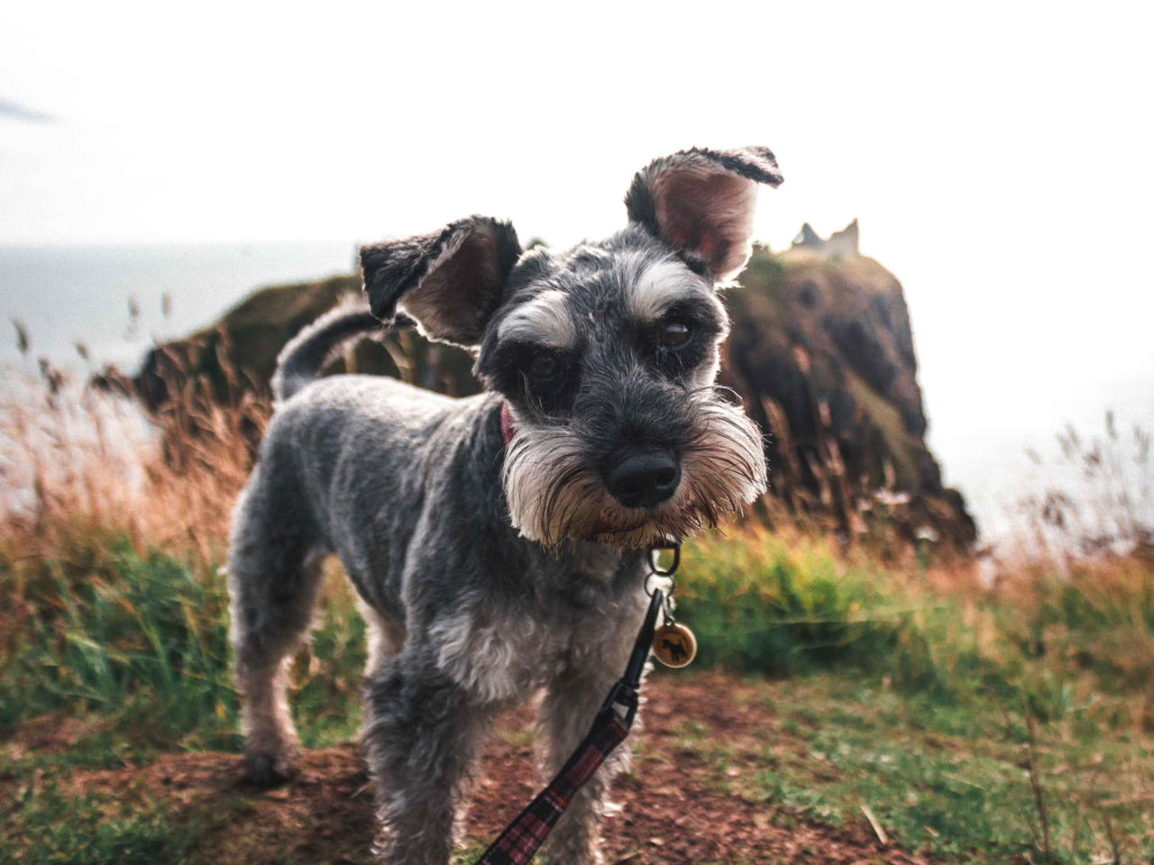 Best Dog Food For Miniature Schnauzers In NZ