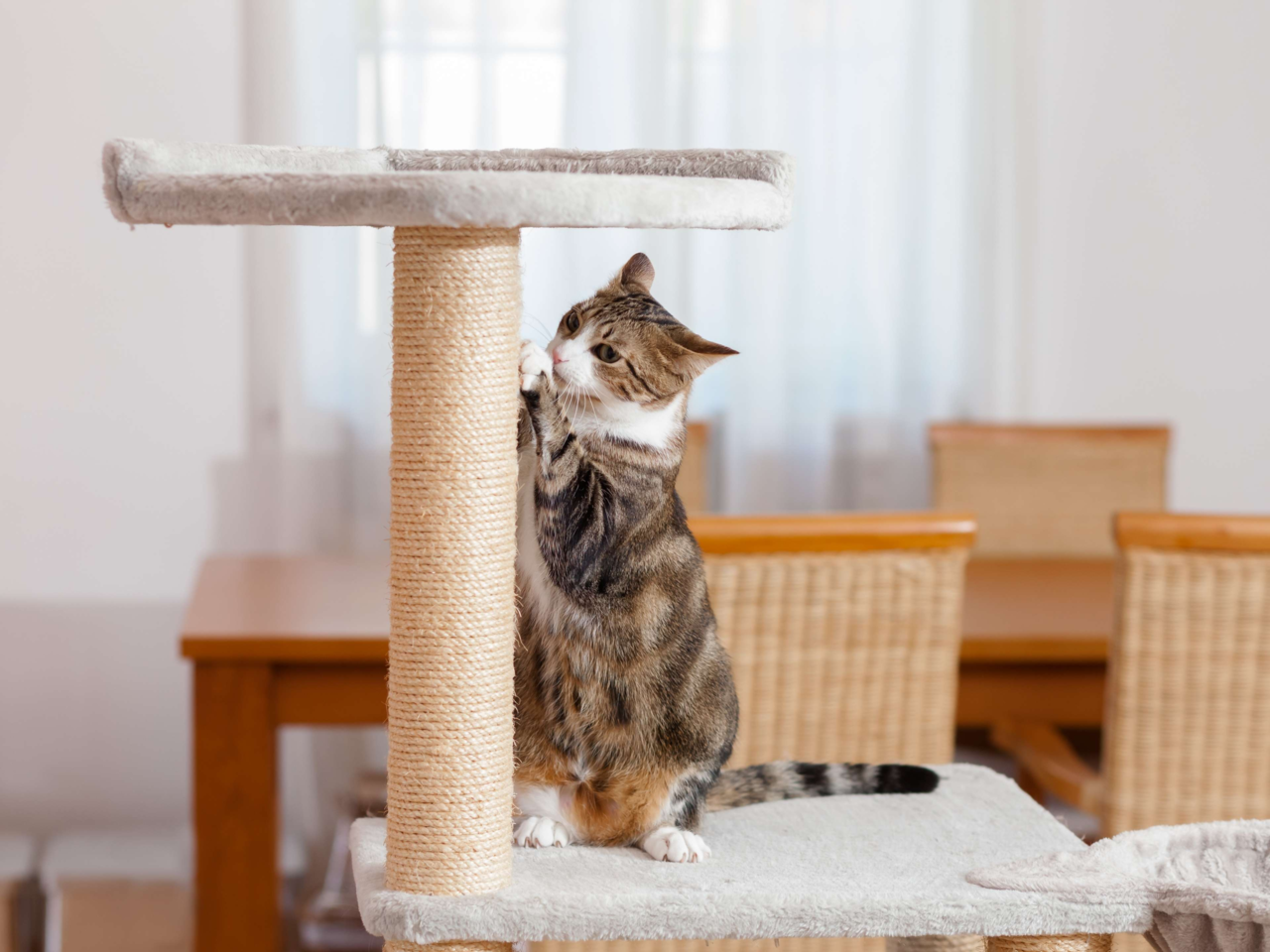 Why Cats Love High Places: Understanding Your Cat’s Instinct to Climb