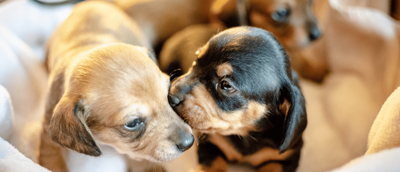 New Puppy Checklist NZ: 10 Essentials for Bringing Your Dog Home