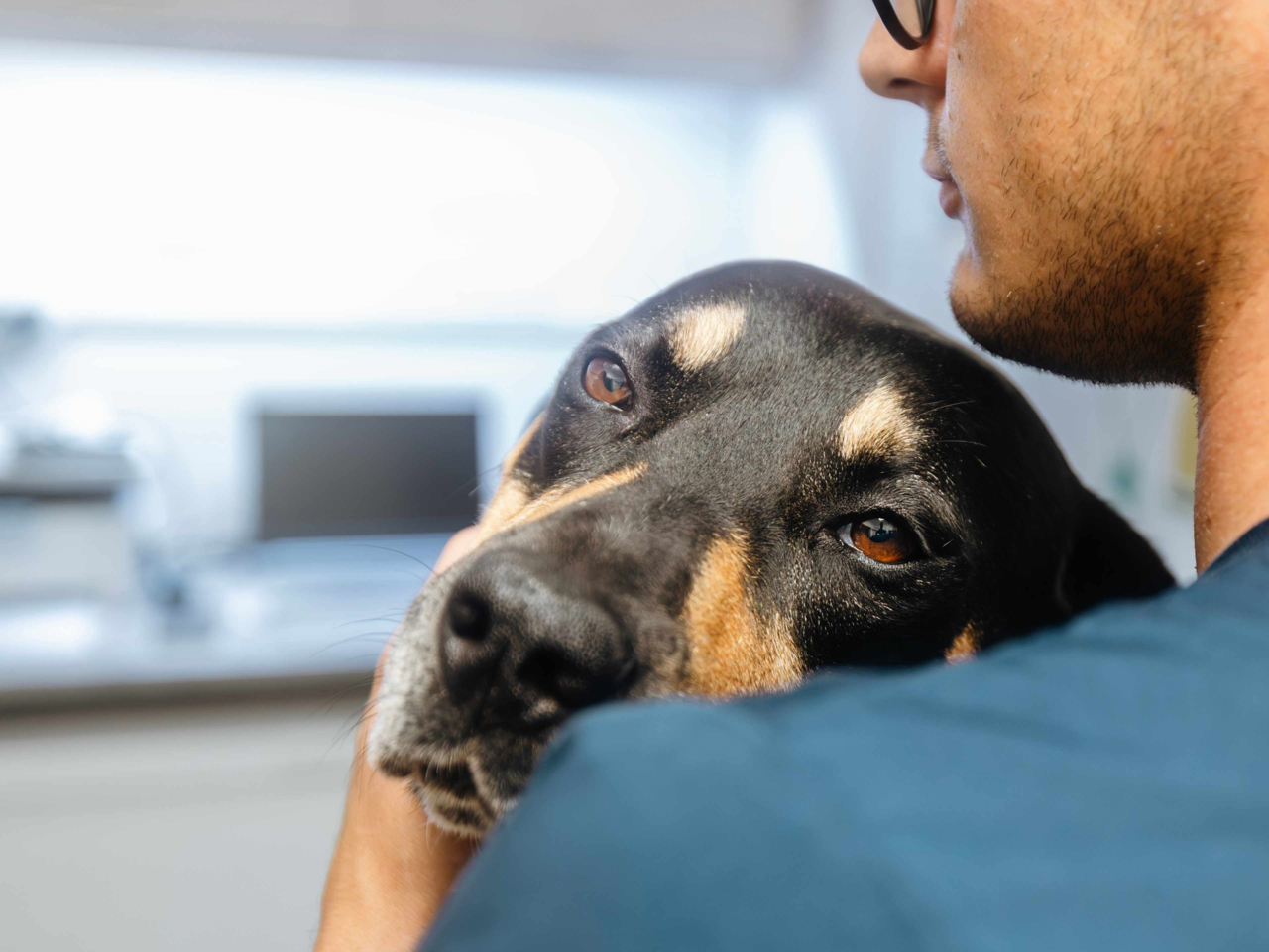 Subtle Signs Your Pet May Be in Pain and How to Spot Them Early