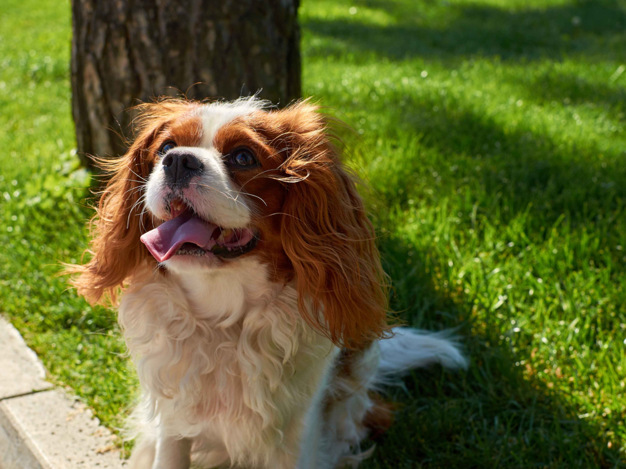 Best Dog Food for Cavalier King Charles Spaniels in New Zealand