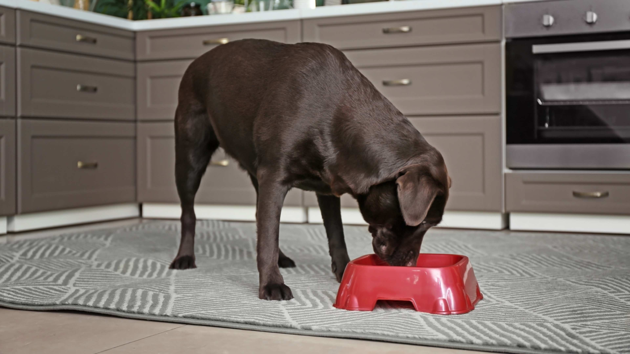 How to Stop Your Pet Eating Too Fast: Simple Ways to Slow Mealtimes