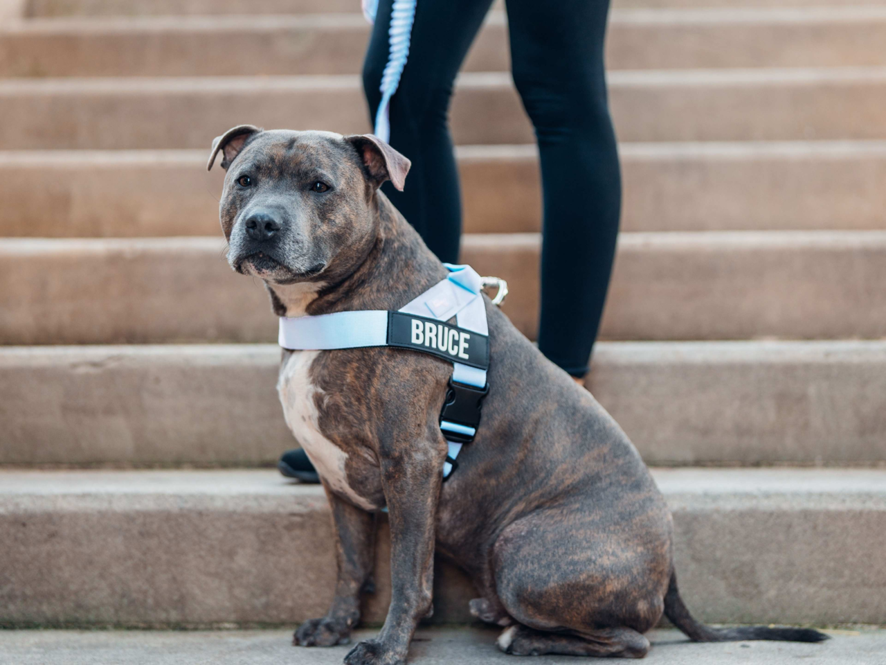 New Zealand Dog Harness Guide | Find the Best Fit for Your Dog