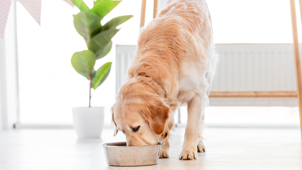 What’s the Best Dry Dog Food in New Zealand?