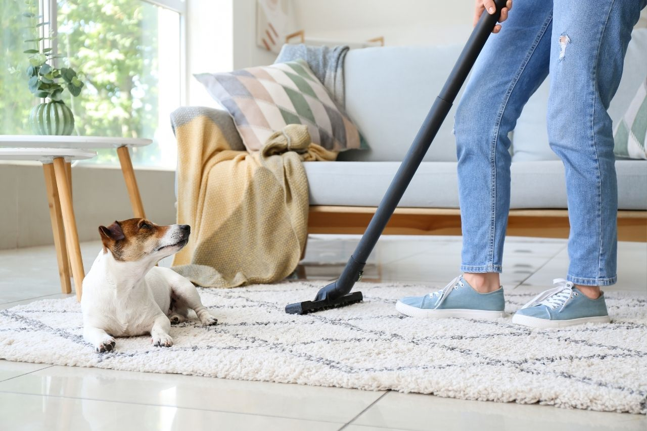 Pet Safe Cleaning Guide: Products to Avoid and Pet Friendly Alternatives