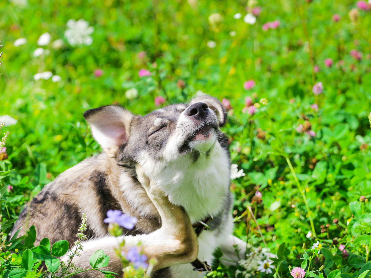 Springtime Itch in Pets: How to Spot and Treat Fleas & Allergies in Dogs and Cats