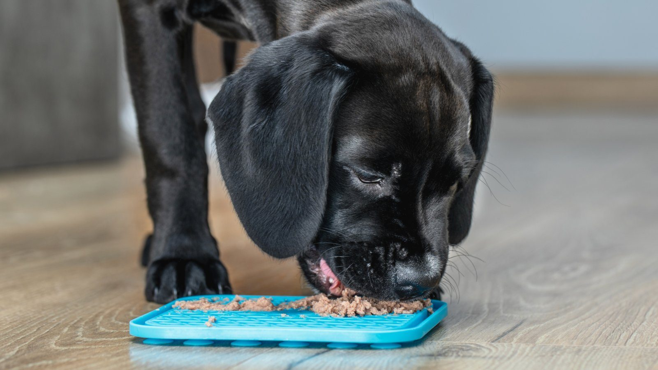 Dog eating at a slower pace from a feeder