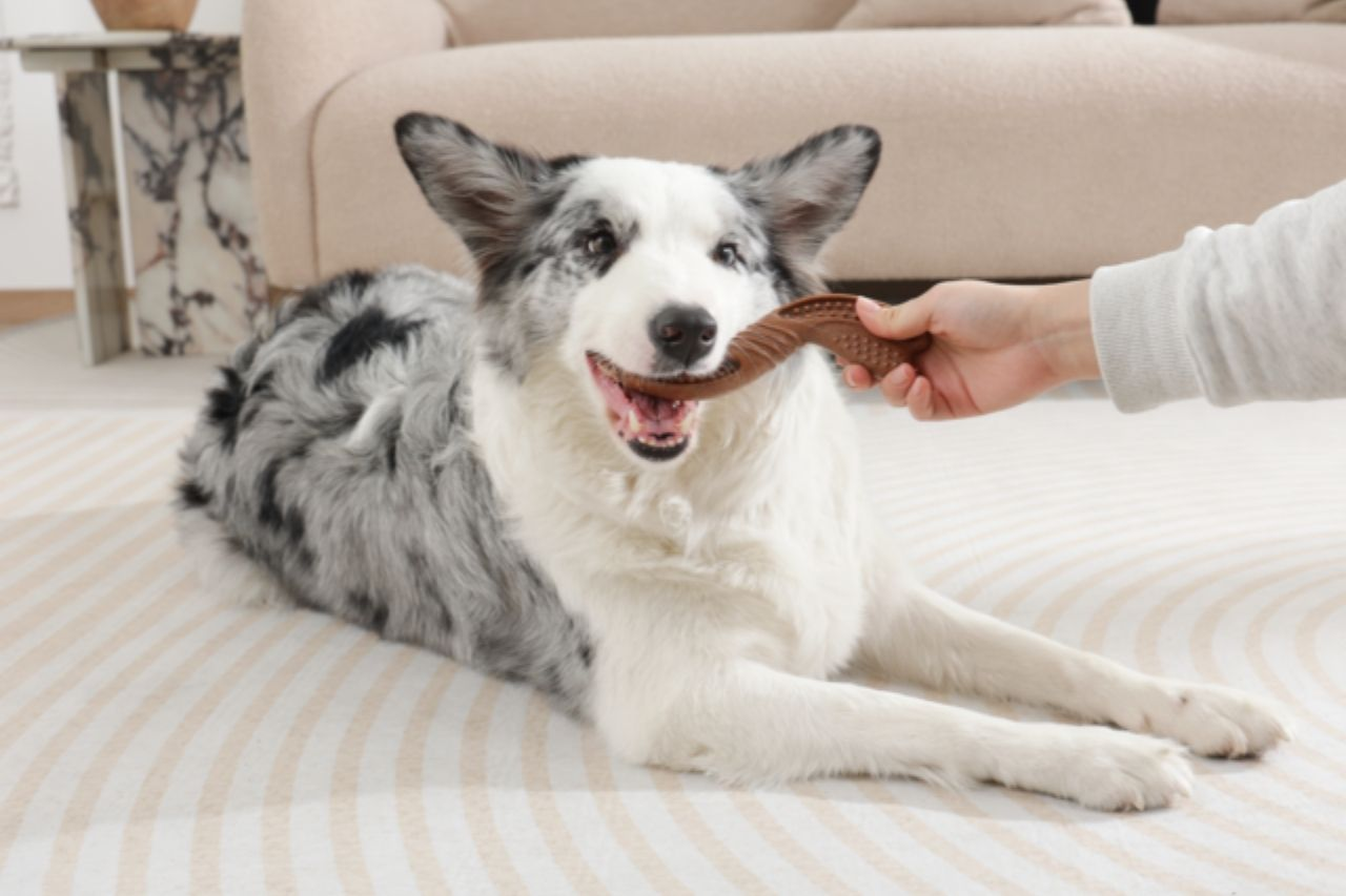 Our Favourite Eco-Friendly and Recycled Pet Toys (NZ Guide)