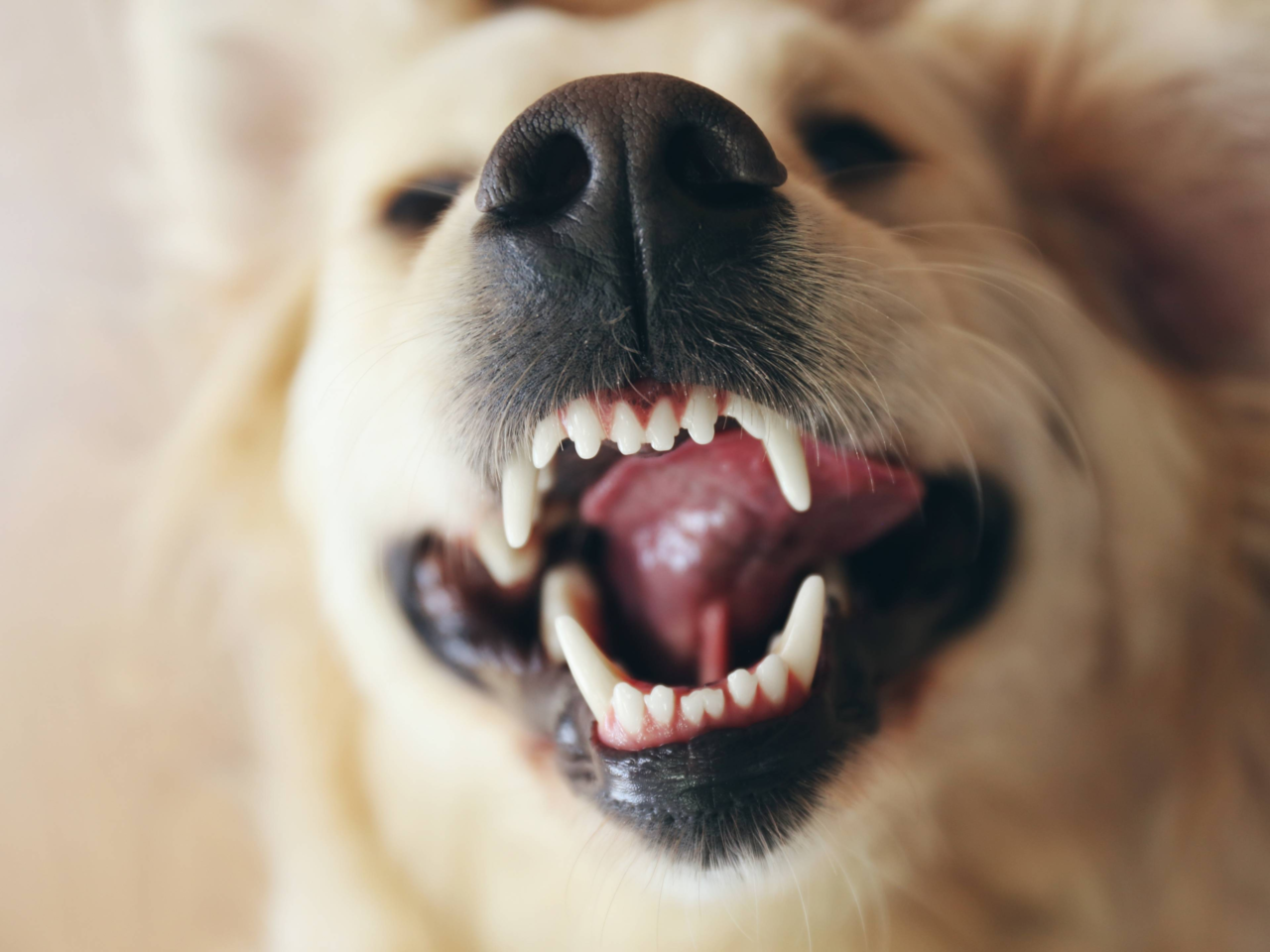 Dental Diets for Dogs: Benefits, Signs to Switch & Transition Tips