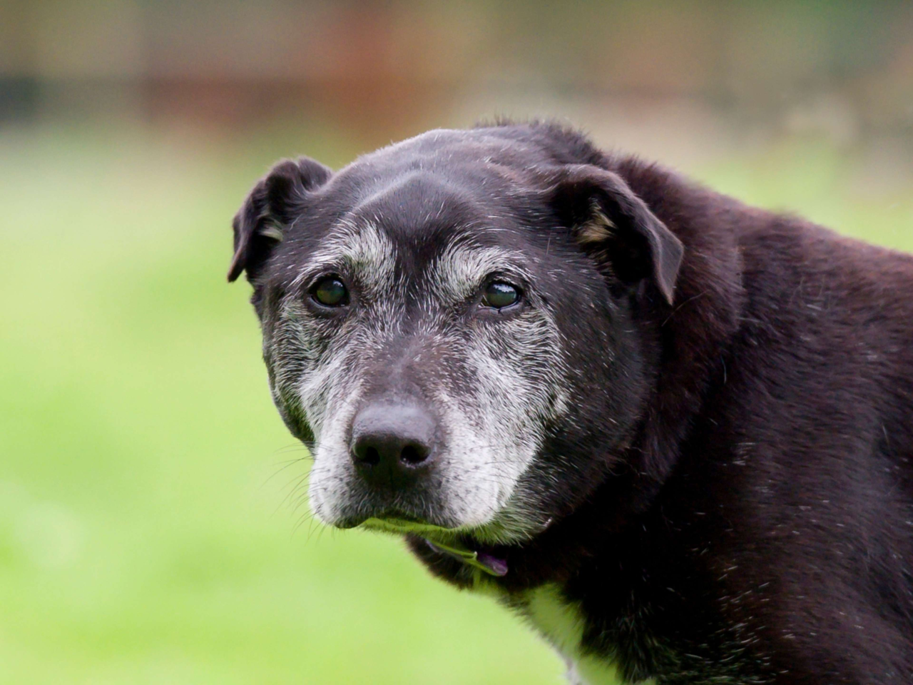 Top Signs Your Pet Is Getting Older and How to Support Them