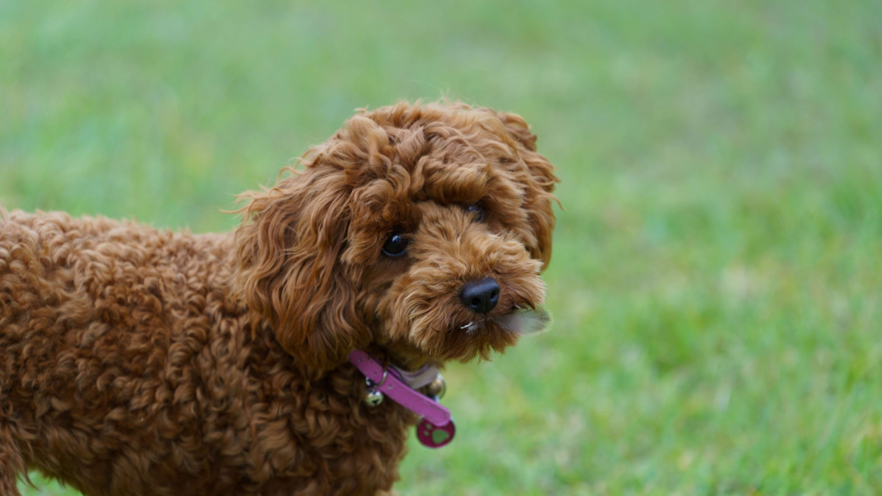 Cavoodle Puppy Starter Kit: What You Really Need in NZ