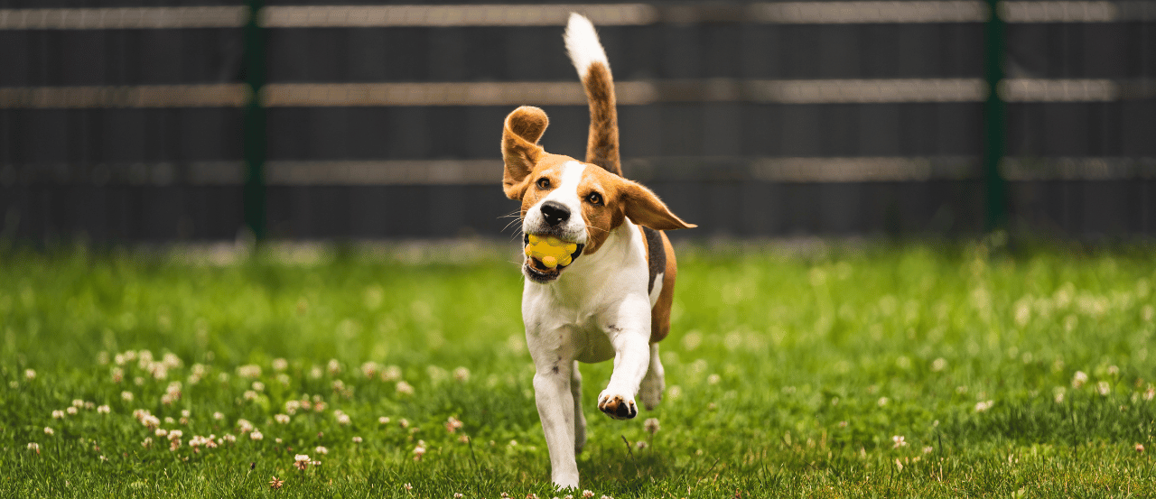 The Ultimate Guide to Creating a Pet-Friendly Garden in New Zealand The Ultimate Guide to Creating a Pet-Friendly Garden in New Zealand