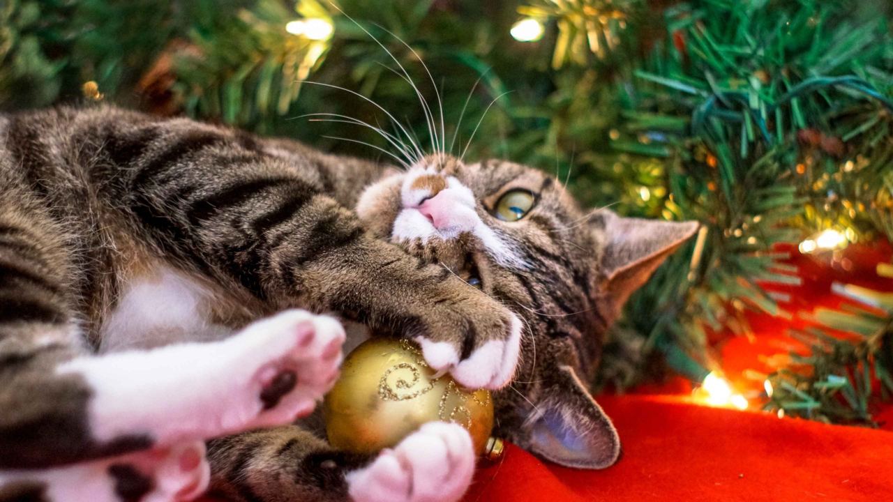 Keep Calm This Holiday Season: How To Help Your Pets Relax During Festive Celebrations