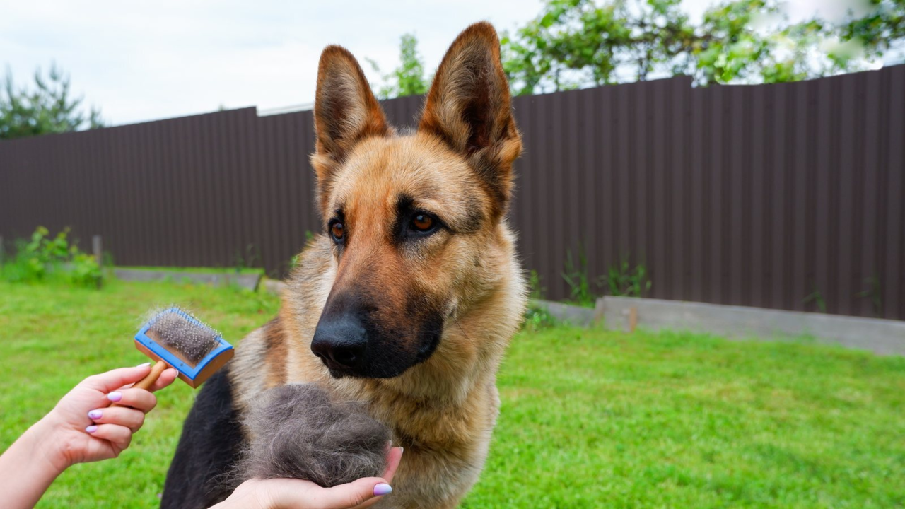 German Shepherd Grooming Guide: Coat, Shedding and Bathing