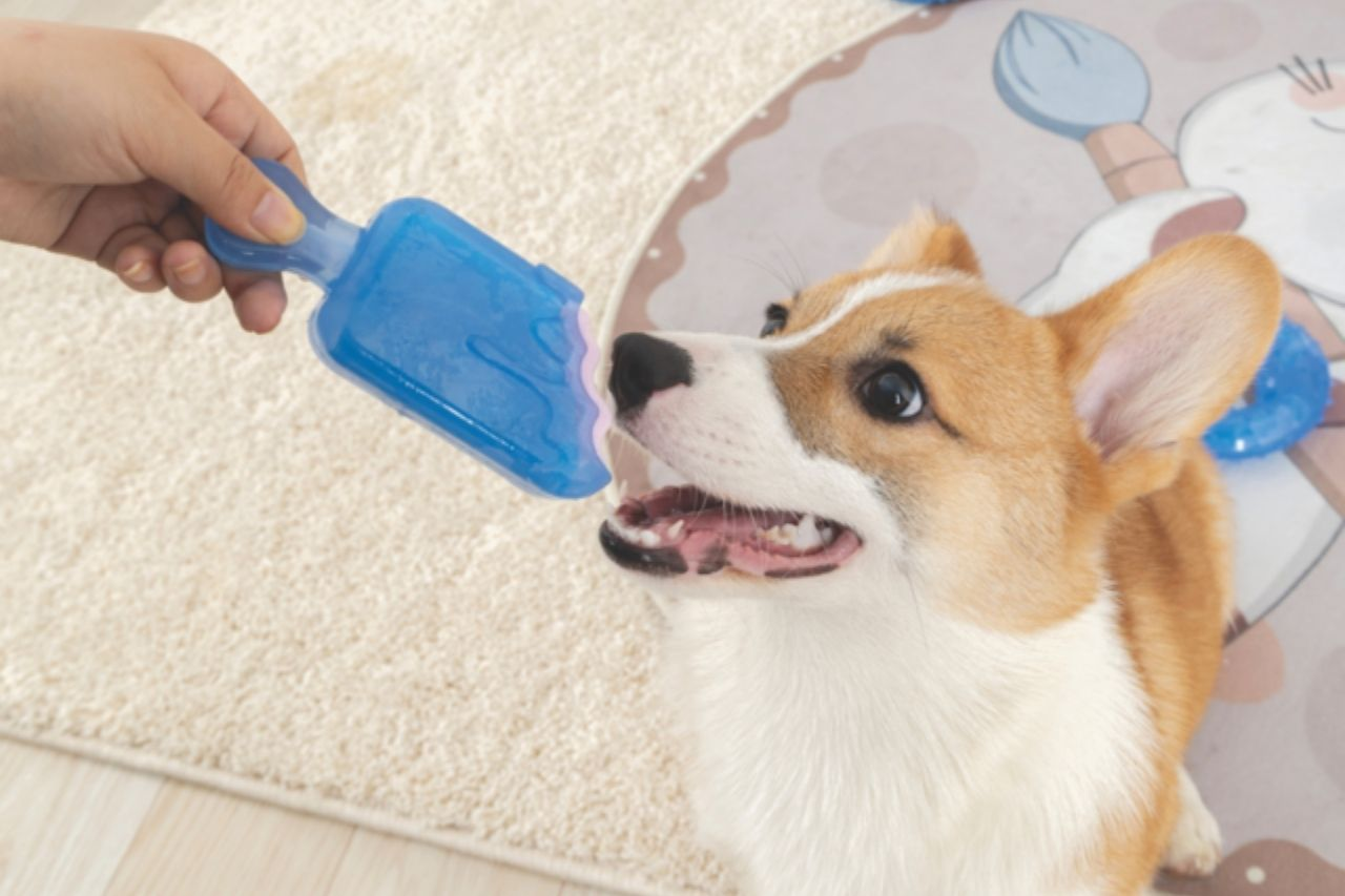 Hot Days, Happy Dogs: Essential Cooling Gear For Summer