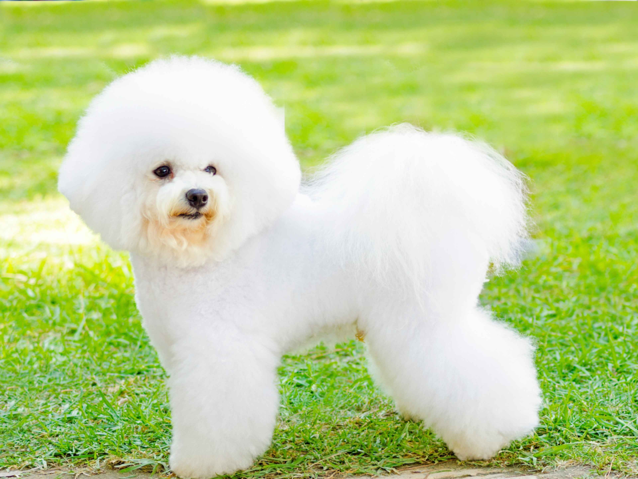 Best Dog Food for Bichon Frise in NZ
