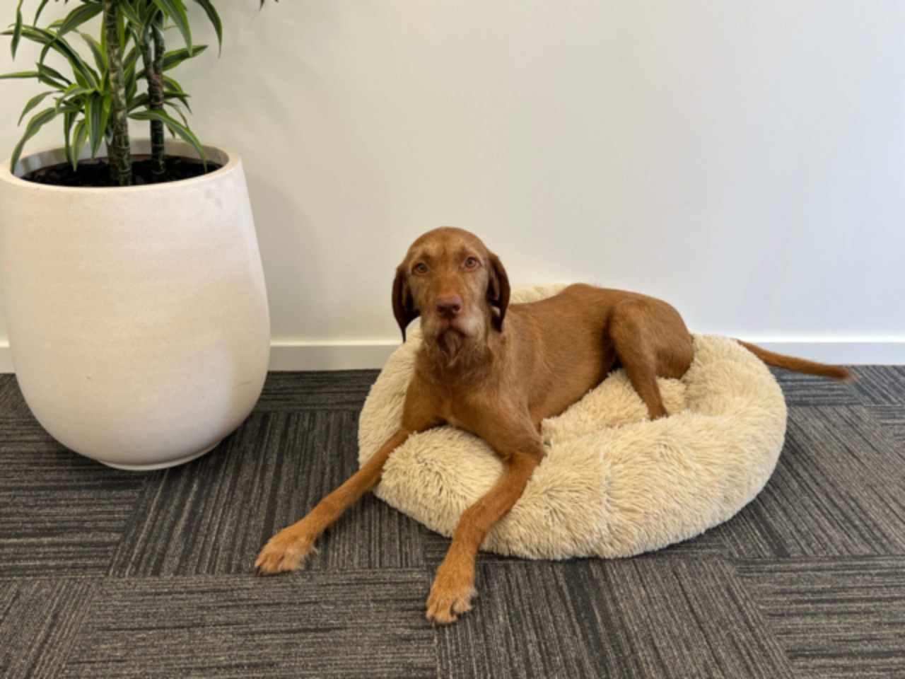 Brooklands Pet Beds Guide