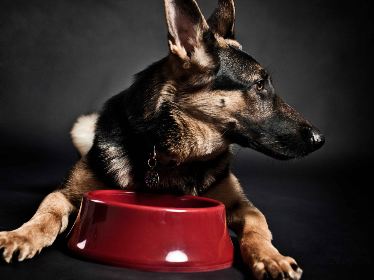 How Much to Feed a German Shepherd: Puppy, Adult, and Senior Diet Guide