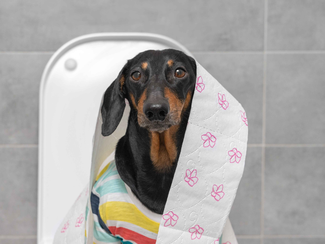 Are Dachshunds Hard to Toilet Train? Tips for Successful House Training
