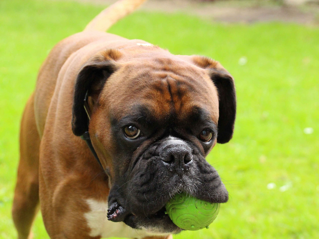 Best Toys to Keep Your Boxer Dog Active, Happy & Healthy