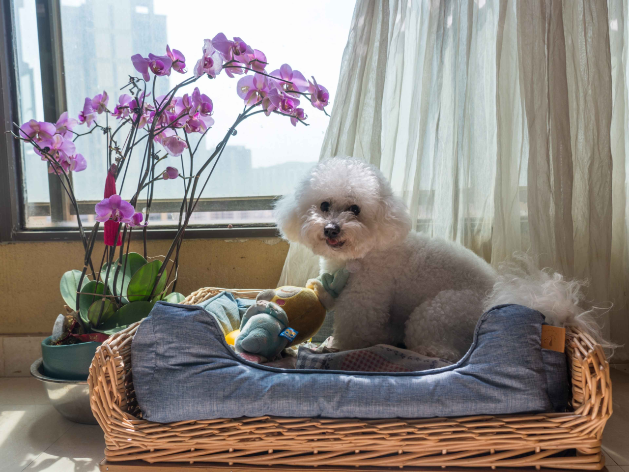 Top 10 Apartment-Friendly Dog Breeds for Kiwi Pet Owners