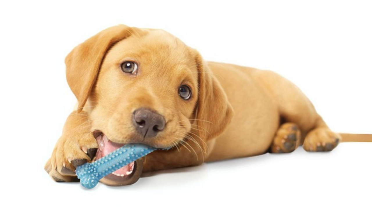 Nylabone Chews: Are They Safe For Every Dog? Nylabone Chews: Are They Safe For Every Dog?