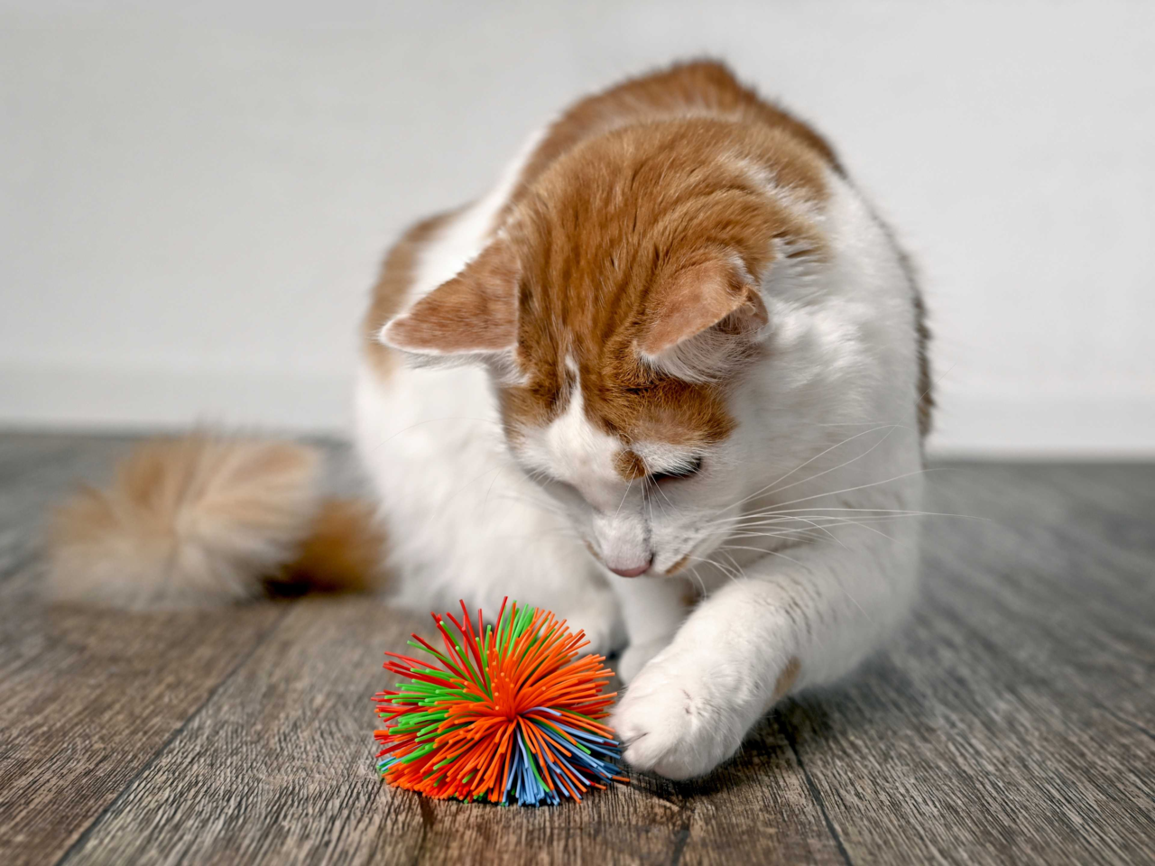 Daily Enrichment Ideas for Senior Cats: Keep Older Cats Happy and Healthy