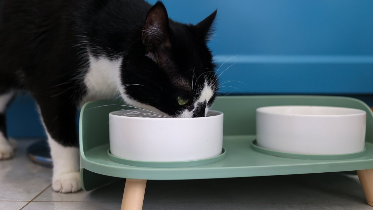 Raised & Elevated Cat Bowls: Whisker-Friendly Feeding