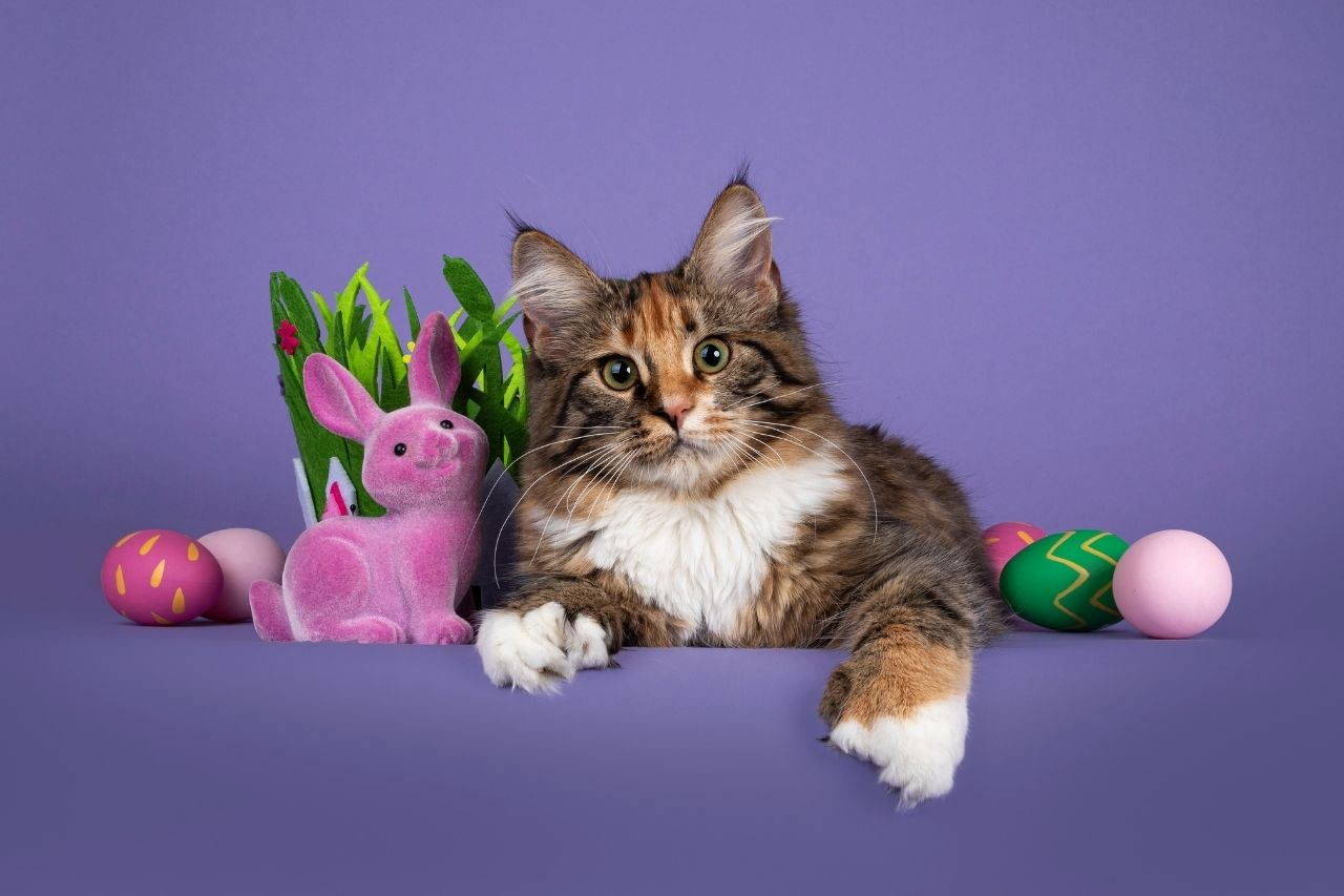 Easter Hazards for Cats: Chocolate, Lilies & Hidden Dangers NZ Owners Need to Know
