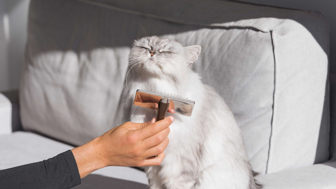 Best Cat Grooming Products in NZ: Brushes, Shampoos & Tools for Healthy Coats Best Cat Grooming Products in NZ: Brushes, Shampoos & Tools for Healthy Coats