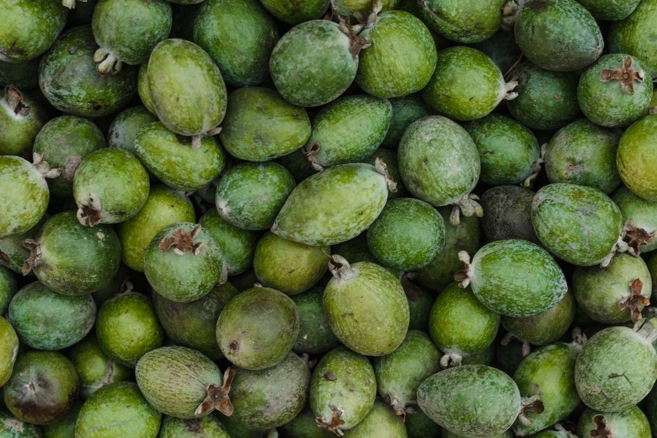 Can Dogs and Cats Eat Feijoas? What NZ Pet Owners Need to Know