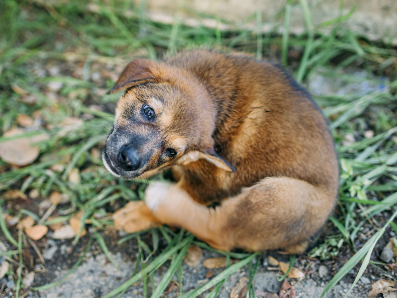 Best Dog Shampoos for Itchy Skin in NZ: Soothe Your Pup’s Skin