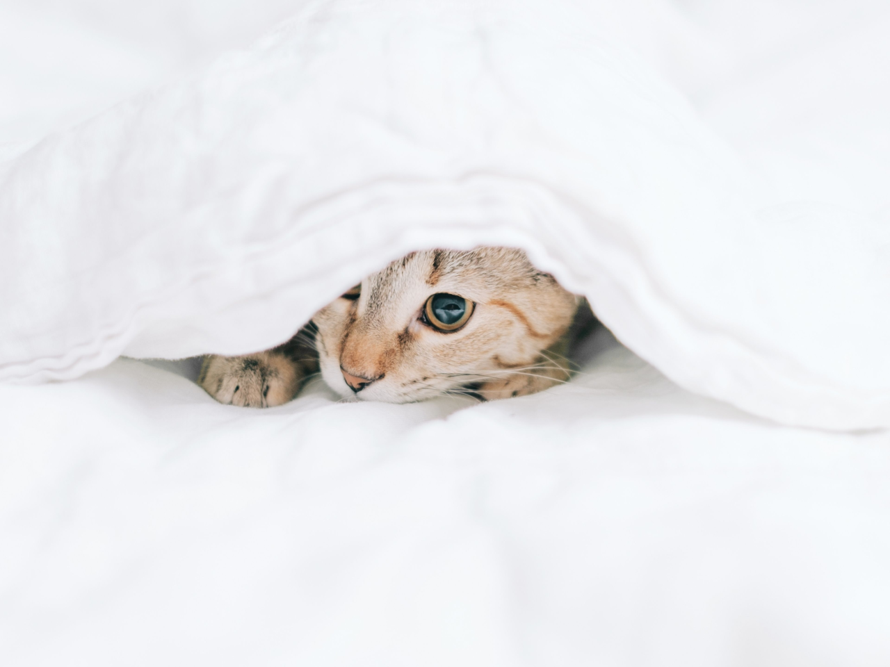 Why Is My Cat Hiding? Common Causes & How to Help Them Feel Safe