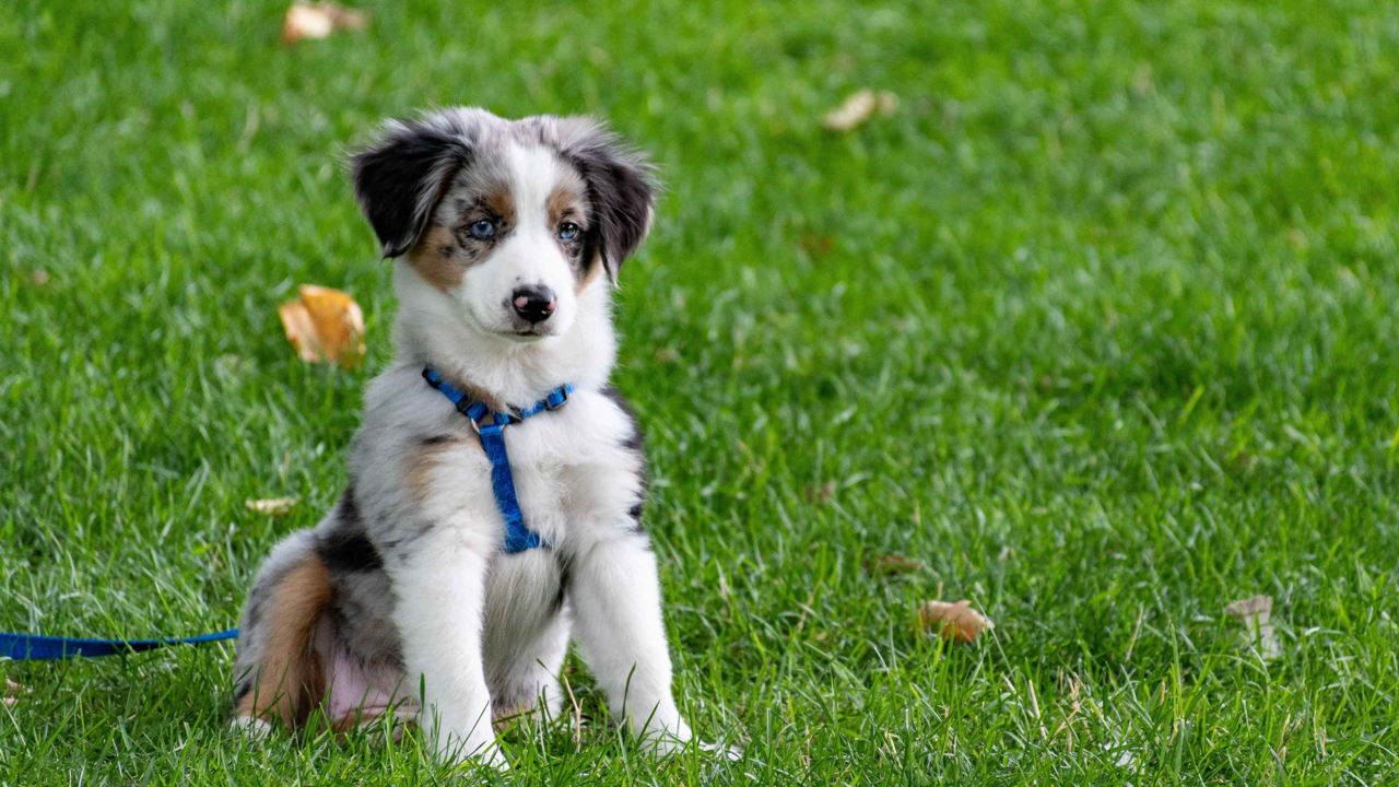 Puppy’s First Year: Complete Guide to Growth, Training, Nutrition and More