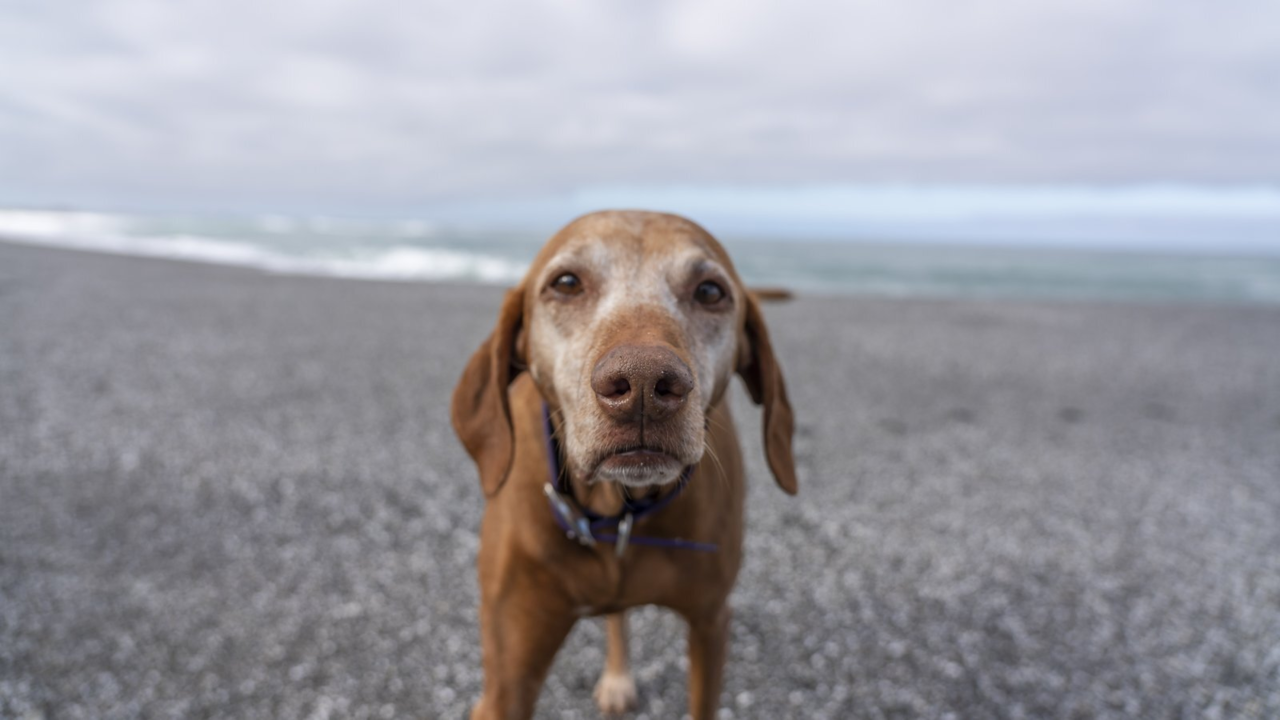 When Your Senior Dog Wants a Slower Walk: How to Adjust