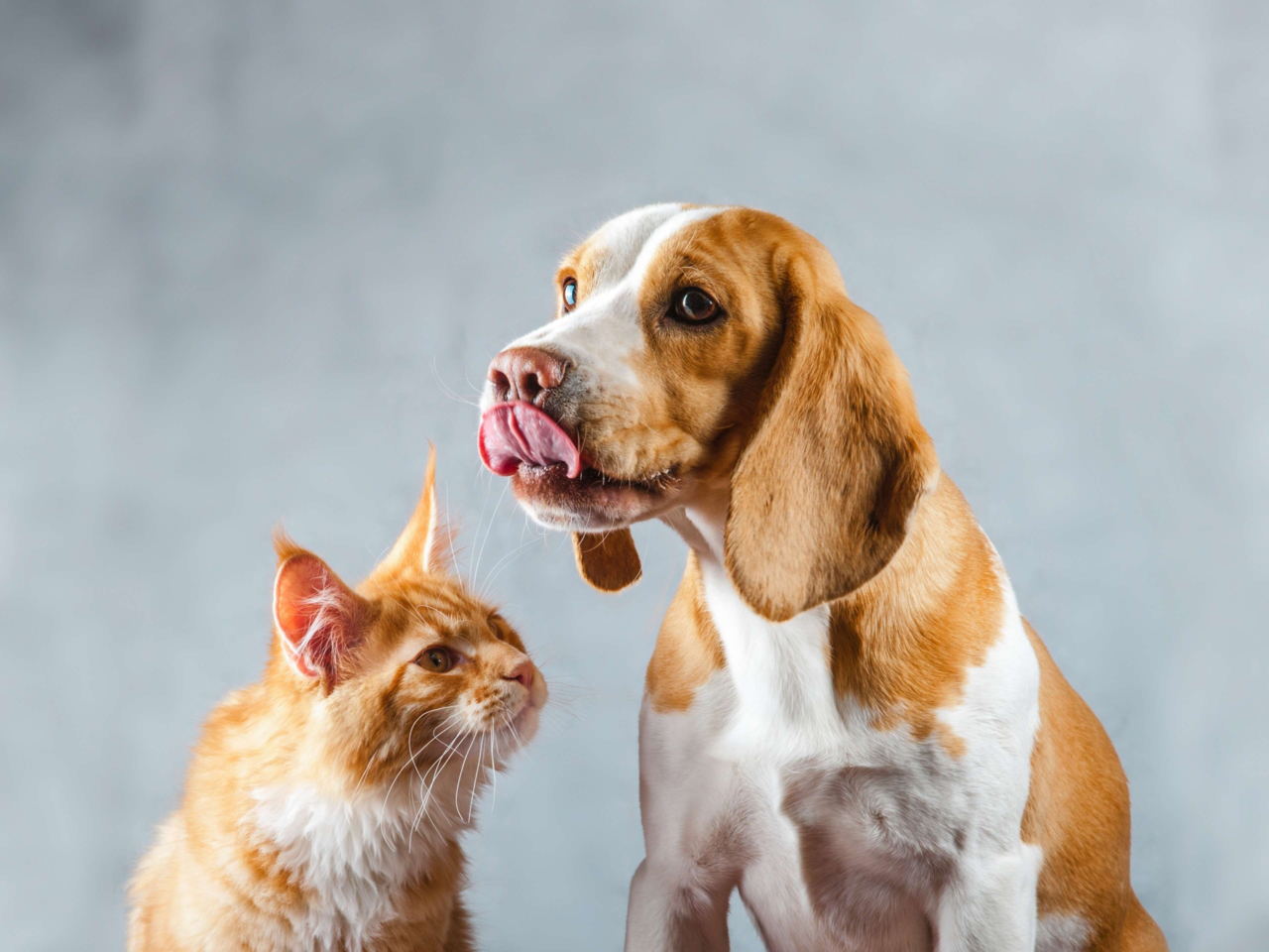 Introducing Your Cat To A New Dog: Tips For A Smooth Transition