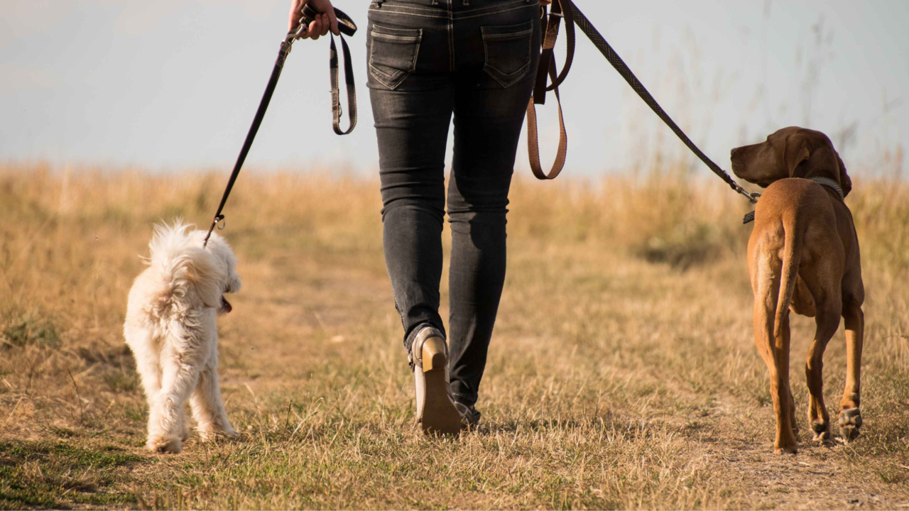 Top Dog Walks in Auckland for Scenic, Off-Leash, and On-Lead Adventures