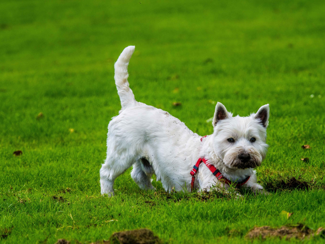 5 Common Westie Behaviour Problems and How to Fix Them