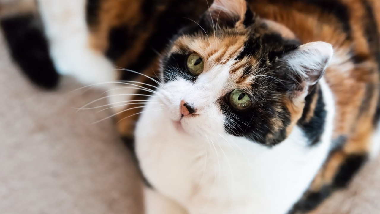 Why Senior Cats Are Choosier About Everything