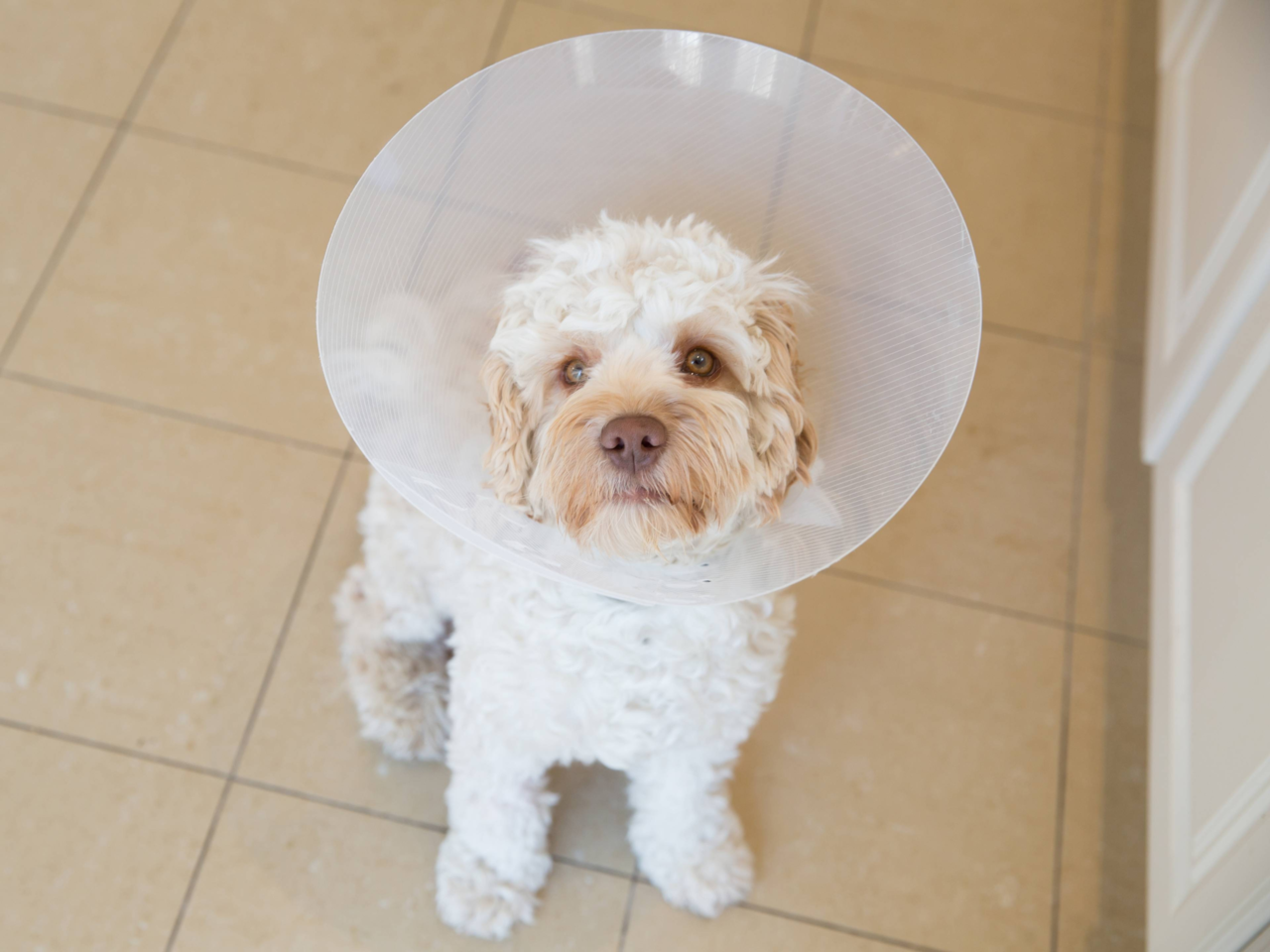 Dog Post-Surgery Recovery: Gentle Activities to Keep Them Calm and Happy
