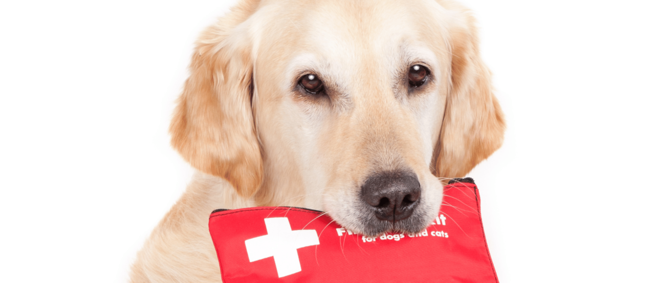 Pet First Aid Kit Checklist: What Every NZ Pet Parent Needs at Home Pet First Aid Kit Checklist: What Every NZ Pet Parent Needs at Home