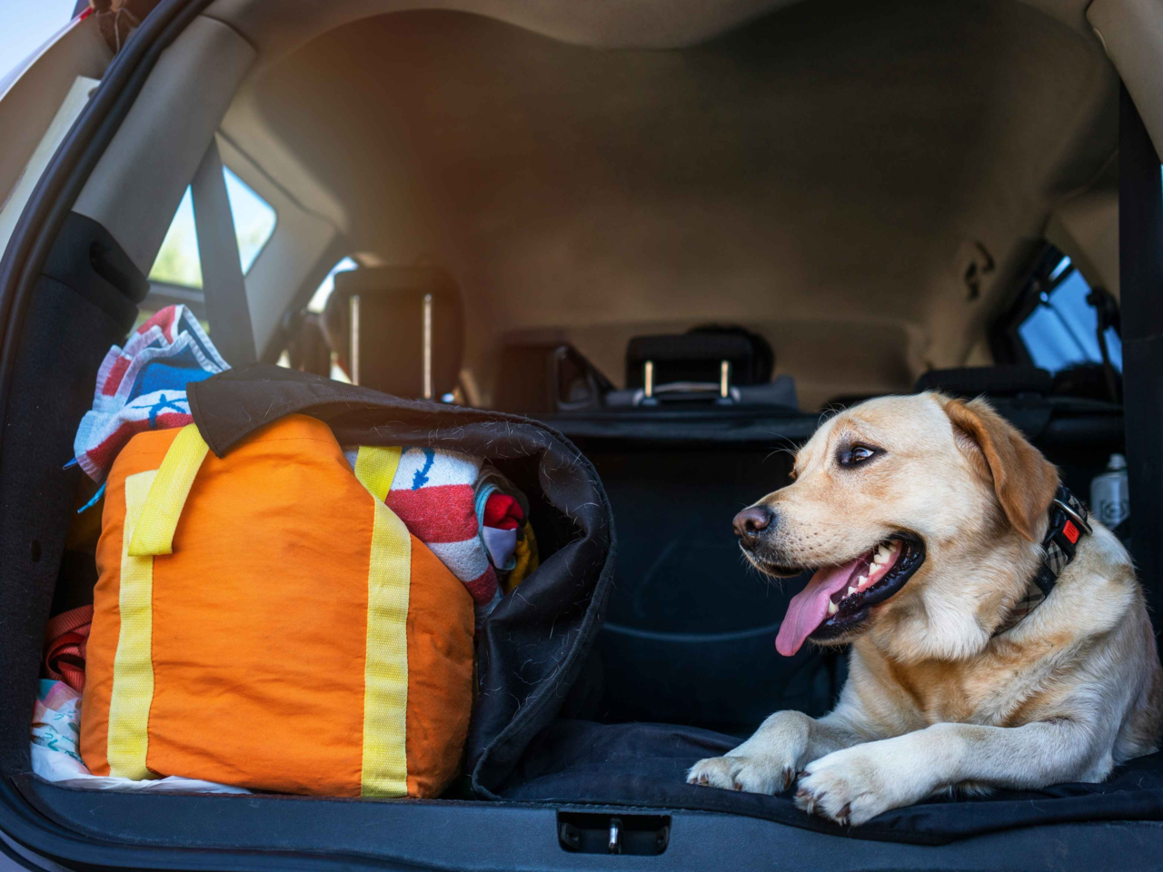 How to Travel with a Large Dog: Essential Packing Tips for Kiwi Adventures