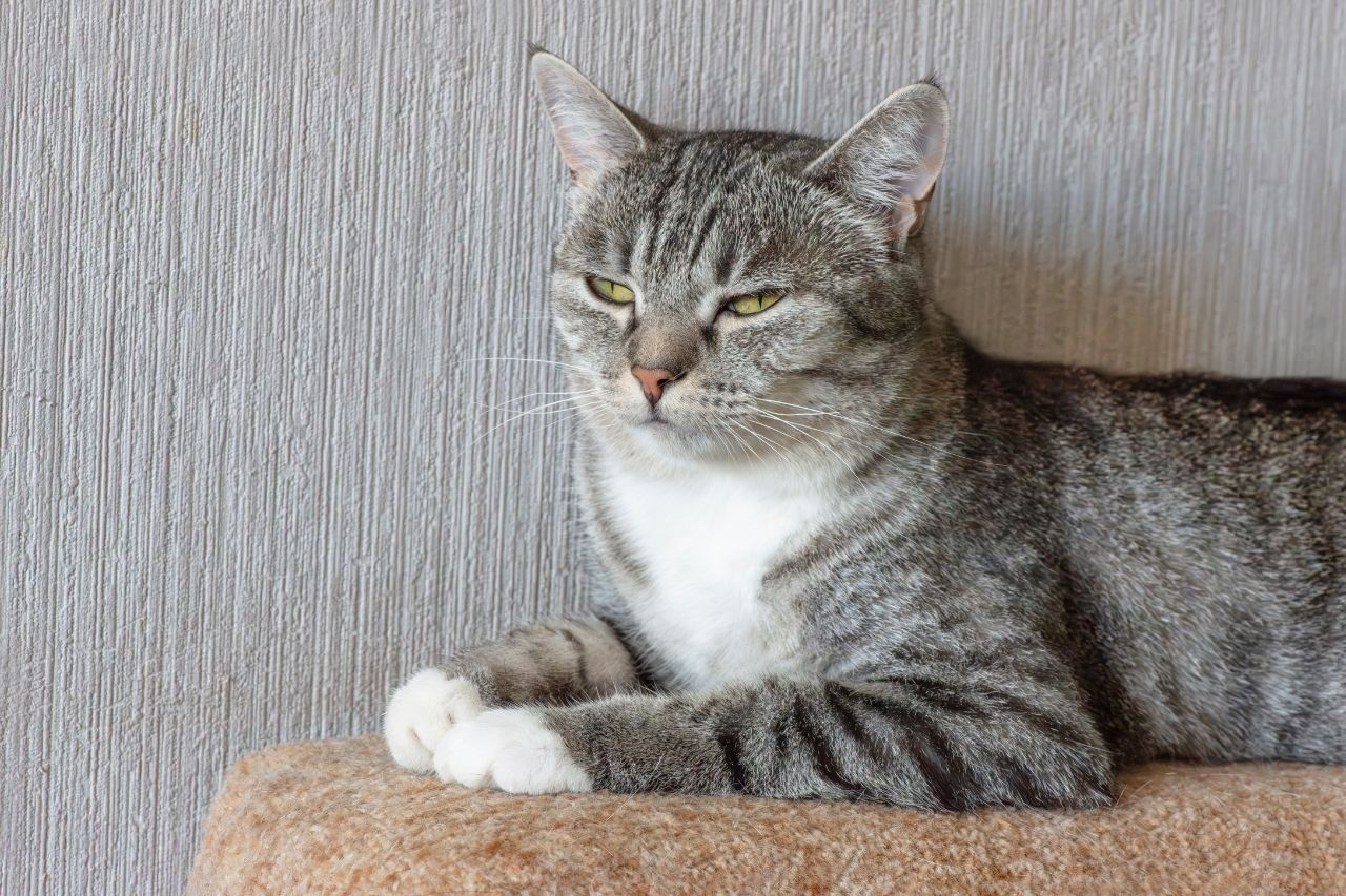 6 Subtle Signs Your Cat Is Entering Their Senior Years