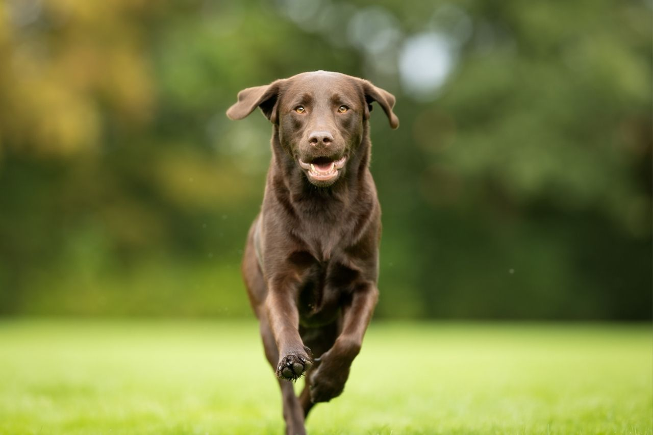 Labrador Retriever Weight Guide: What’s a Healthy Weight for Labs?