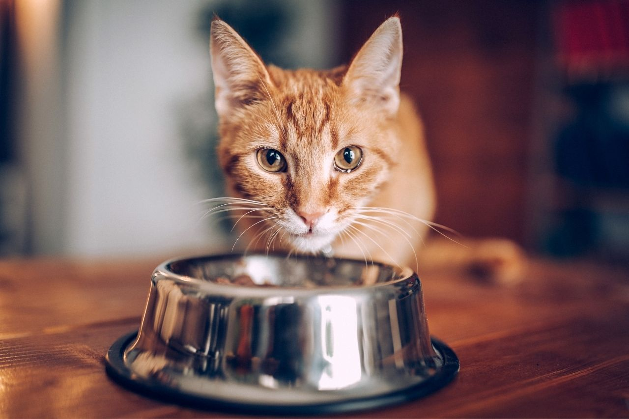 The Link Between Diet And Behaviour In Pets