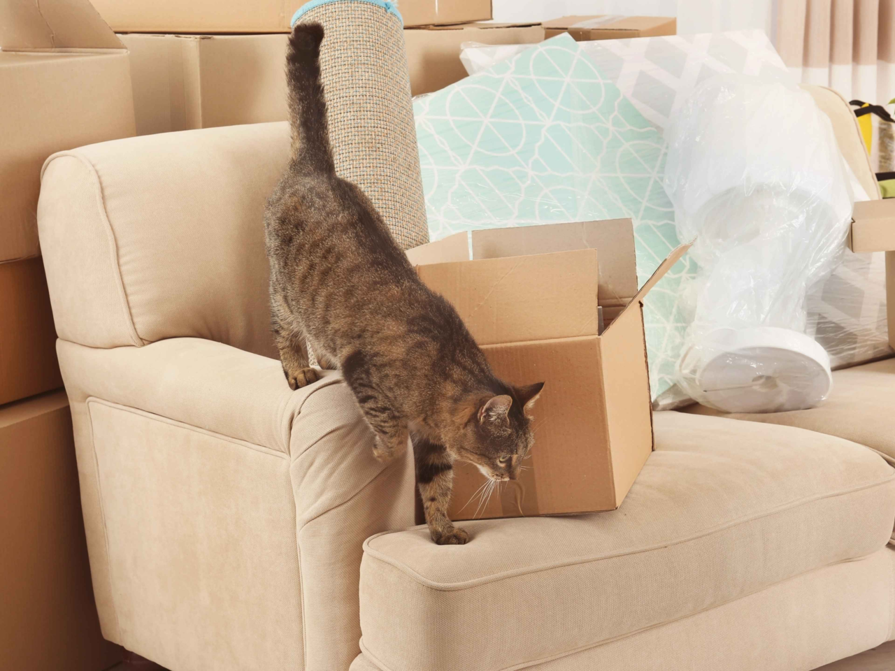Ultimate Pet Packing Checklist for a Stress-Free Move