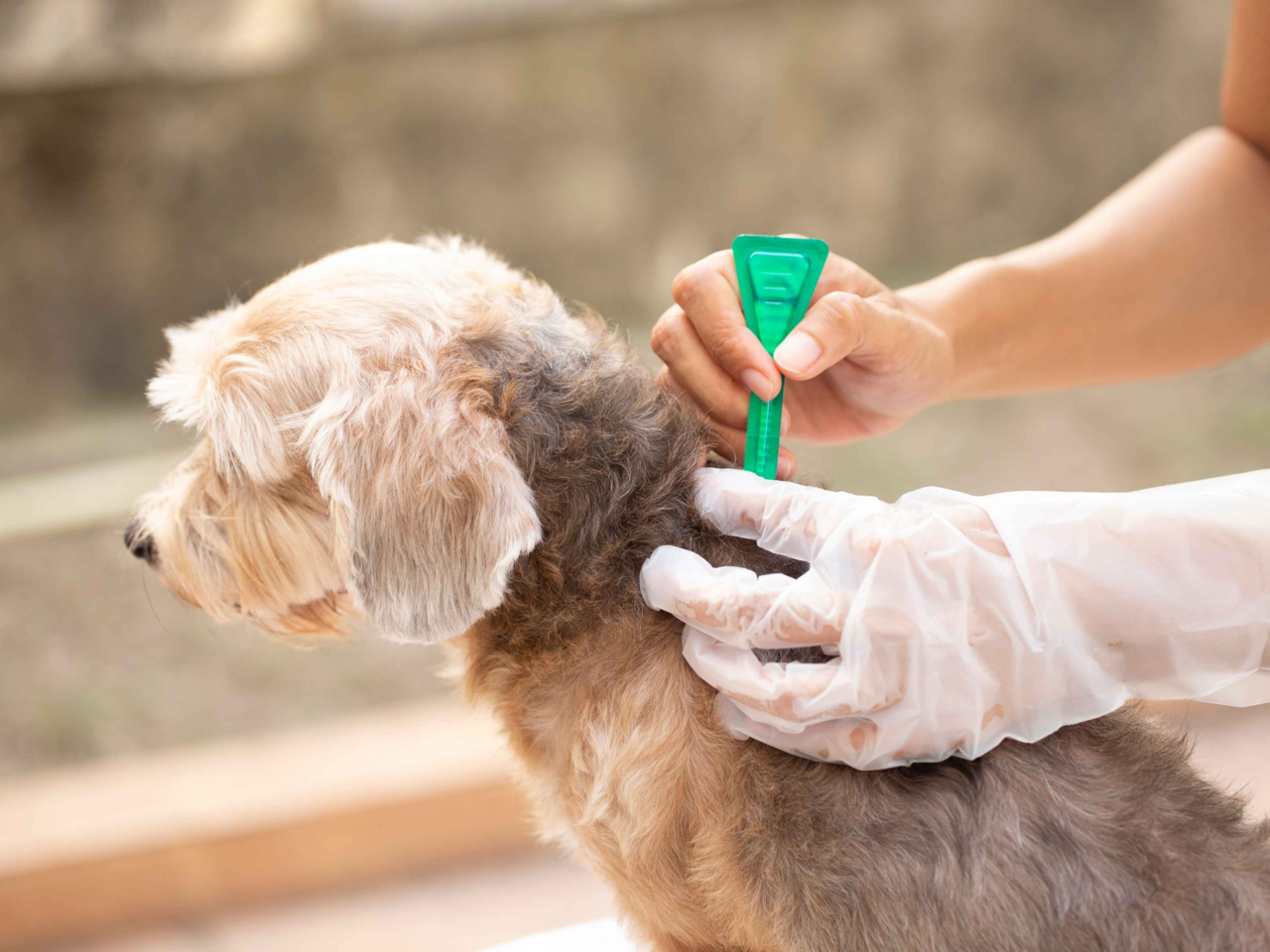 Spring Flea Prevention for Pets: Stay Ahead This Season