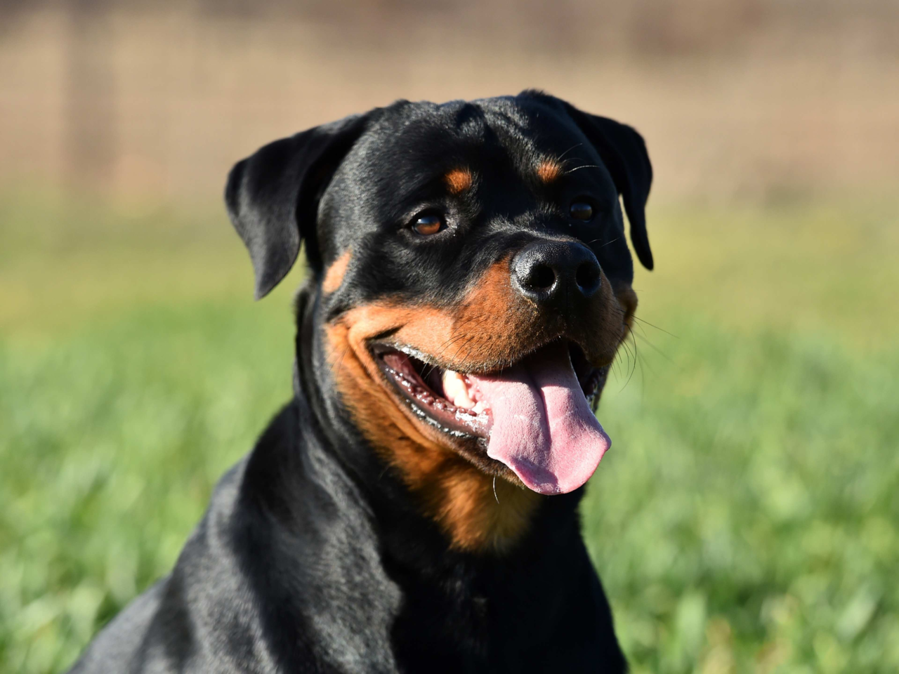 Best Dog Food for Rottweilers in NZ